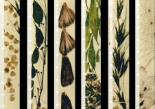 Brakhage mothlight2