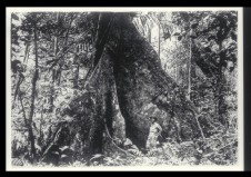 To Pick a Flower Narra tree Los Banos Laguna 1923 1924 Wisconsin Philippines Image Collection smaller